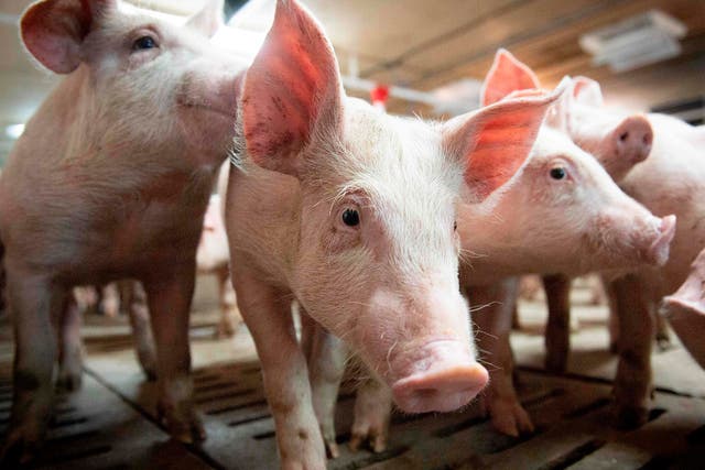 Virus is not uncommon among pig herds around the world