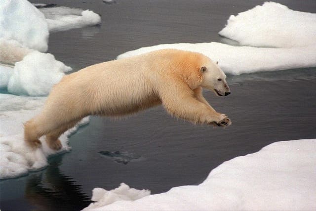A polar bear makes a giant leap from one ice floe to another in the Arctic 