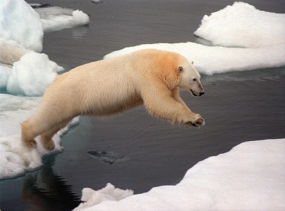 A polar bear makes a giant leap from one ice floe to another in the Arctic 
