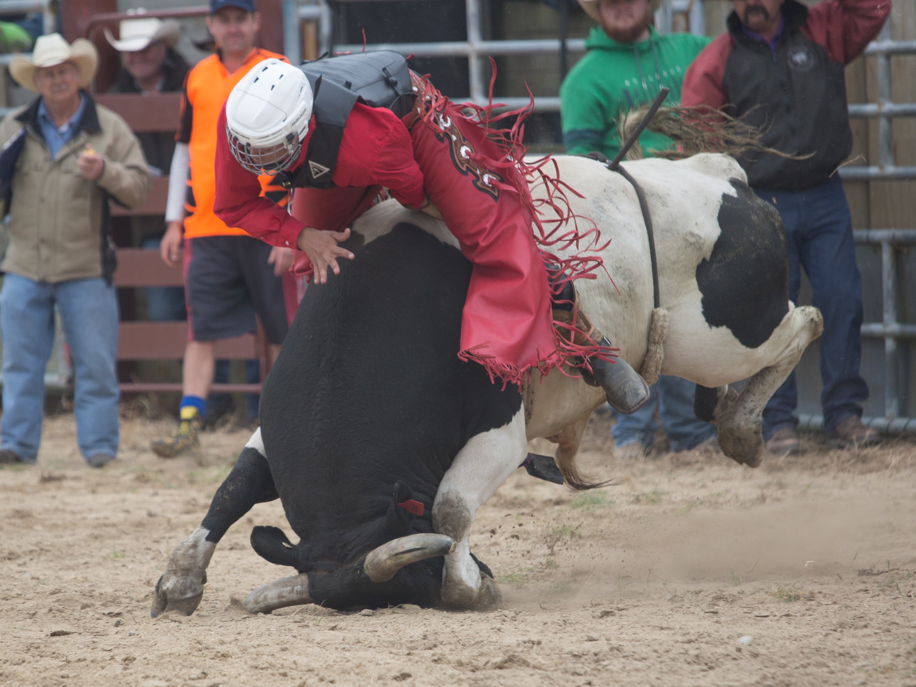 A bull lands on its face - the sort of occurrence that rodeo opponents say makes it too cruel to be allowed