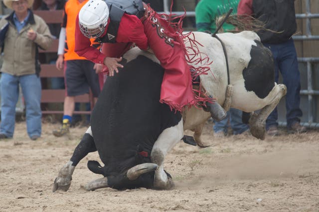 A bull lands on its face - the sort of occurrence that rodeo opponents say makes it too cruel to be allowed