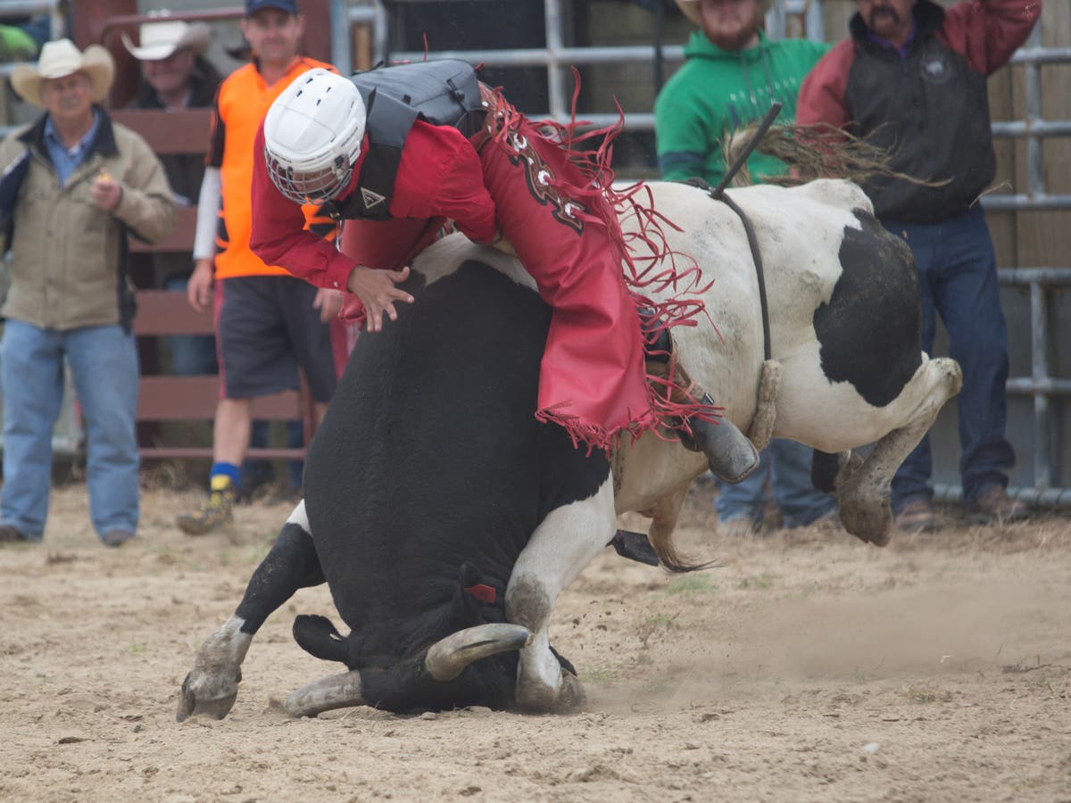 New Zealand rodeo: Animals ‘throttled, given electric shocks, punched and slammed to ground in violent scenes’