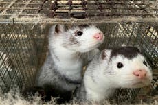 More than 200 people have mink-related coronavirus in Denmark