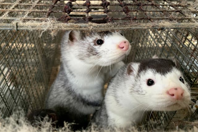 <p>Minks at Hans Henrik Jeppesen’s farm near Soroe, after the Danish government’s decision to cull his entire herd because of the coronavirus</p>