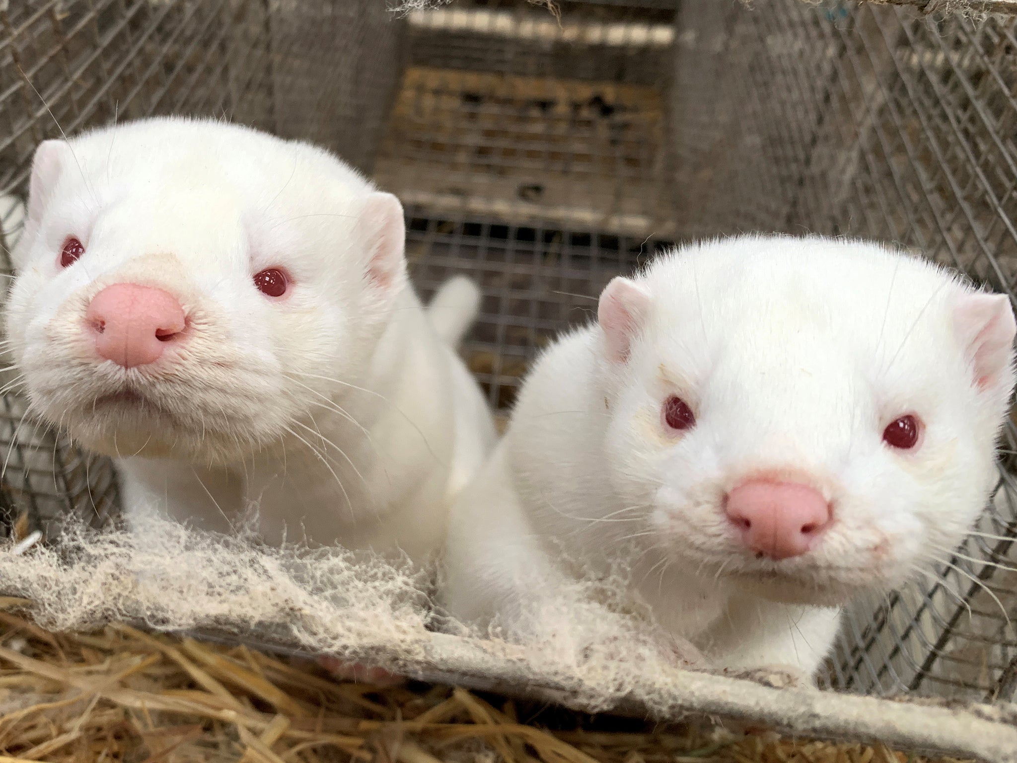 Millions of mink are farmed for their fur in Denmark every year&nbsp;