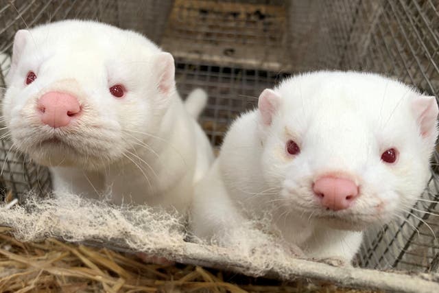 <p>Millions of mink are farmed for their fur in Denmark every year&nbsp;</p>