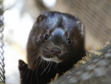 World health chiefs study risk of mink farms spreading virus to people