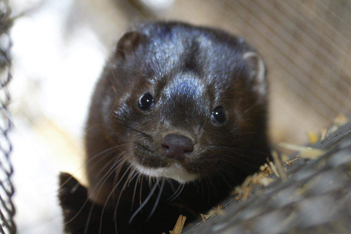 Who studying risk mink fur farms worldwide pose in spreading virus to people