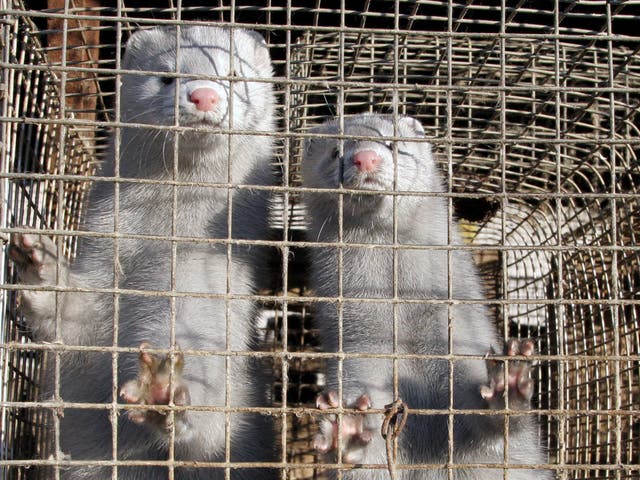 <p>A picture taken 03 November 2005 shows minks in a cage at a mink farm in Pushkino, some 40 kms from Moscow, to be used for the fur industry. </p>