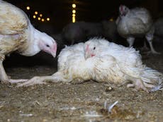 Cheap supermarket chicken risking ‘catastrophic’ new pandemics, report warns