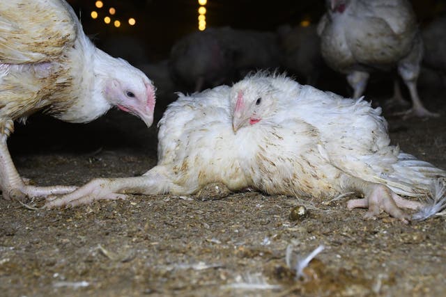Most chickens are bred to grow excessively rapidly, leaving them with low immunity
