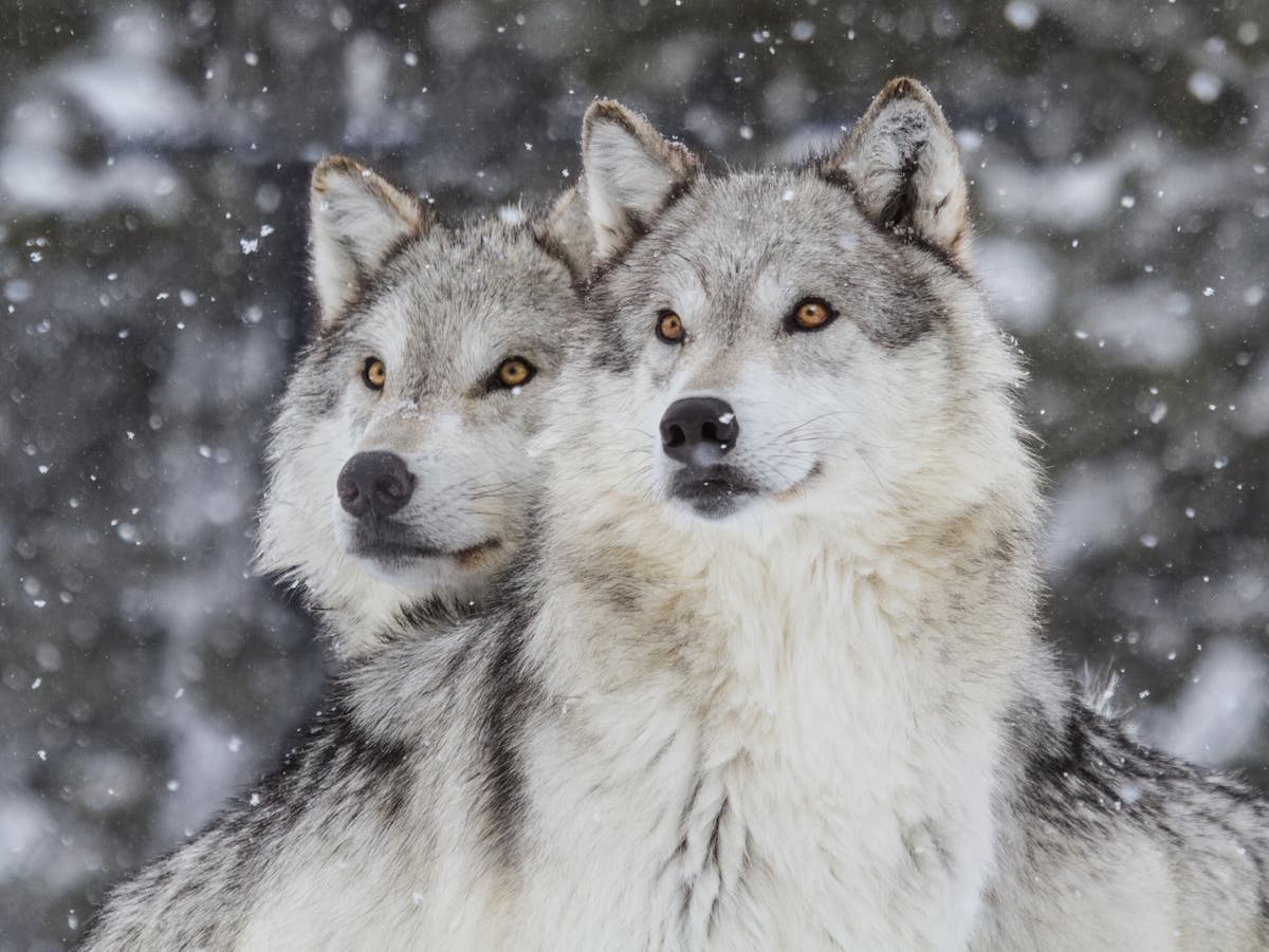 Wolves win vote for reintroduction in Colorado | The Independent