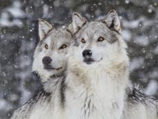 Wolves win vote for reintroduction in Colorado