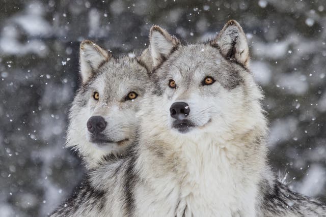 Wolves in the Rocky Mountains. Due to reintroduction programmes, over 1,700 wolves now live in Montana, Idaho, Washington, Oregon, Utah and Wyoming