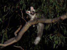 Two new species of marsupial found in Australia