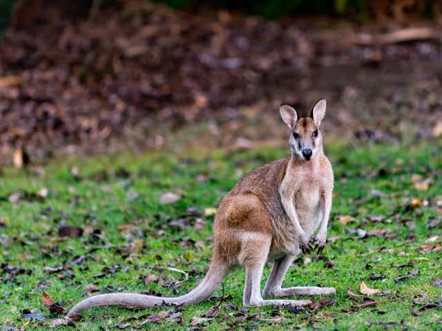 Wallabies are adept escape artists, and have been regularly spotted across the UK over the last century