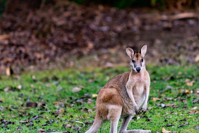 Wallabies are adept escape artists, and have been regularly spotted across the UK over the last century