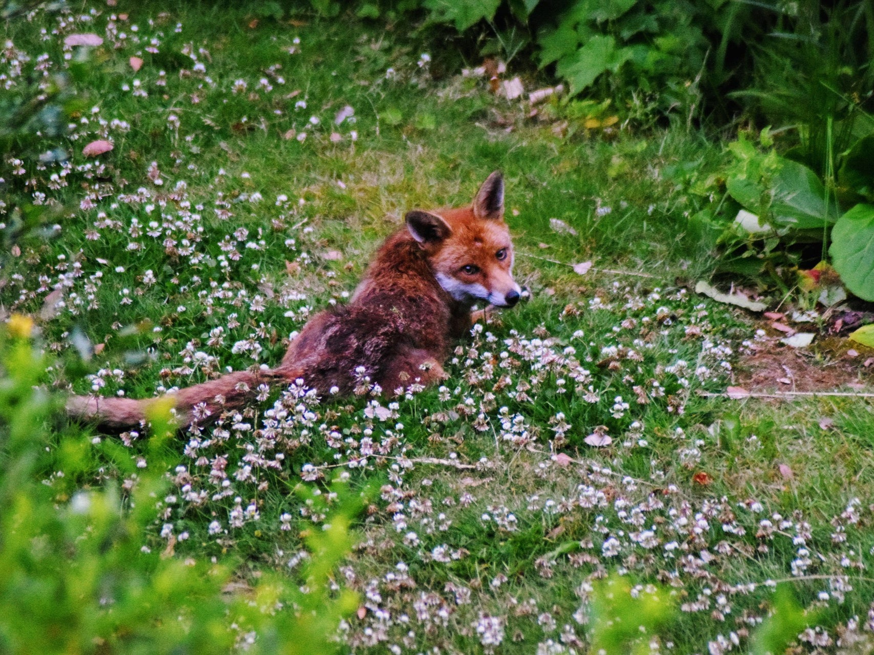 Three foxes in London have been shot with a crossbow