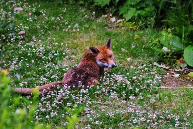Three foxes in London have been shot with a crossbow