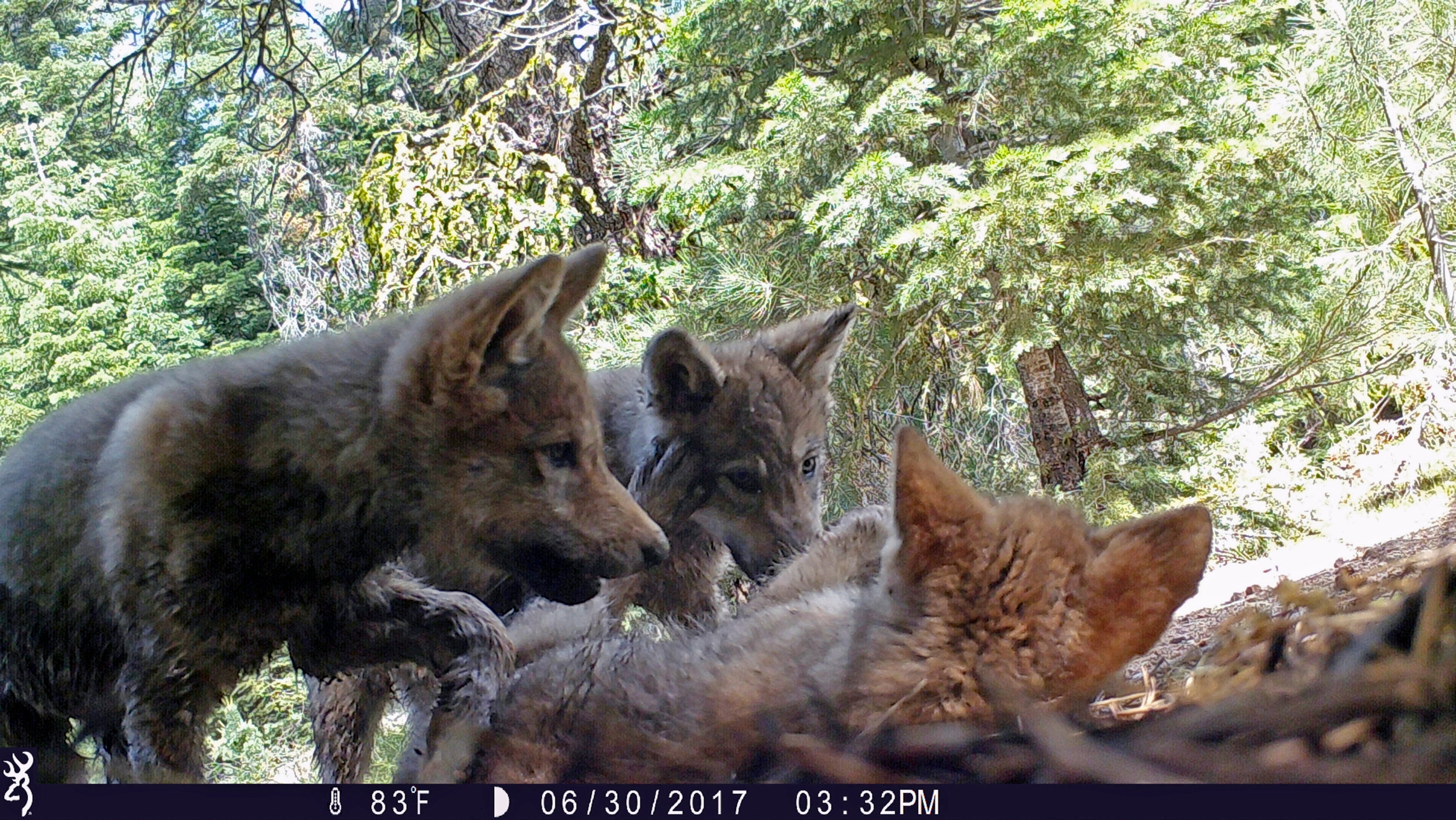 Gray Wolves-Endangered