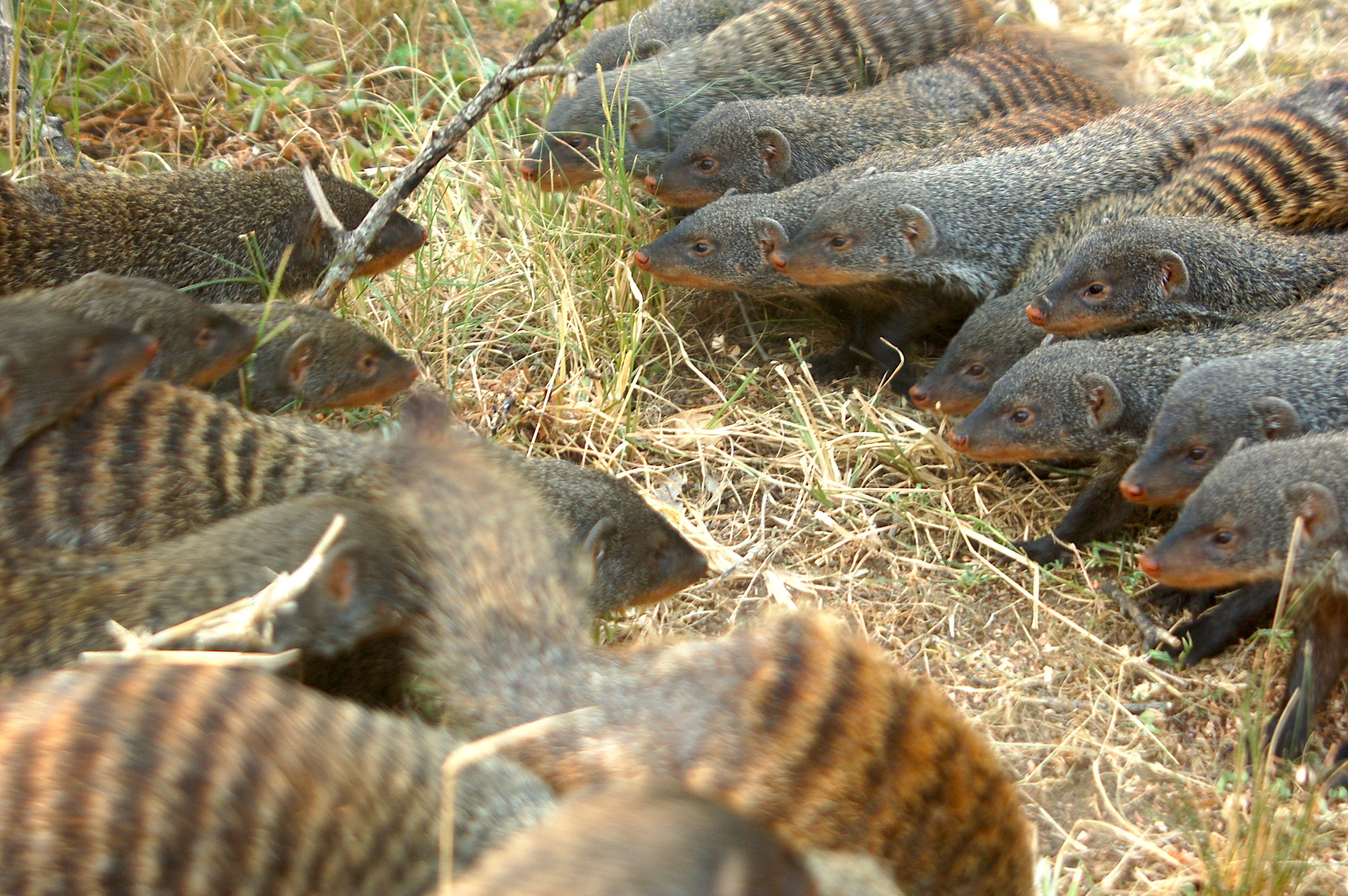 Mongoose Mates