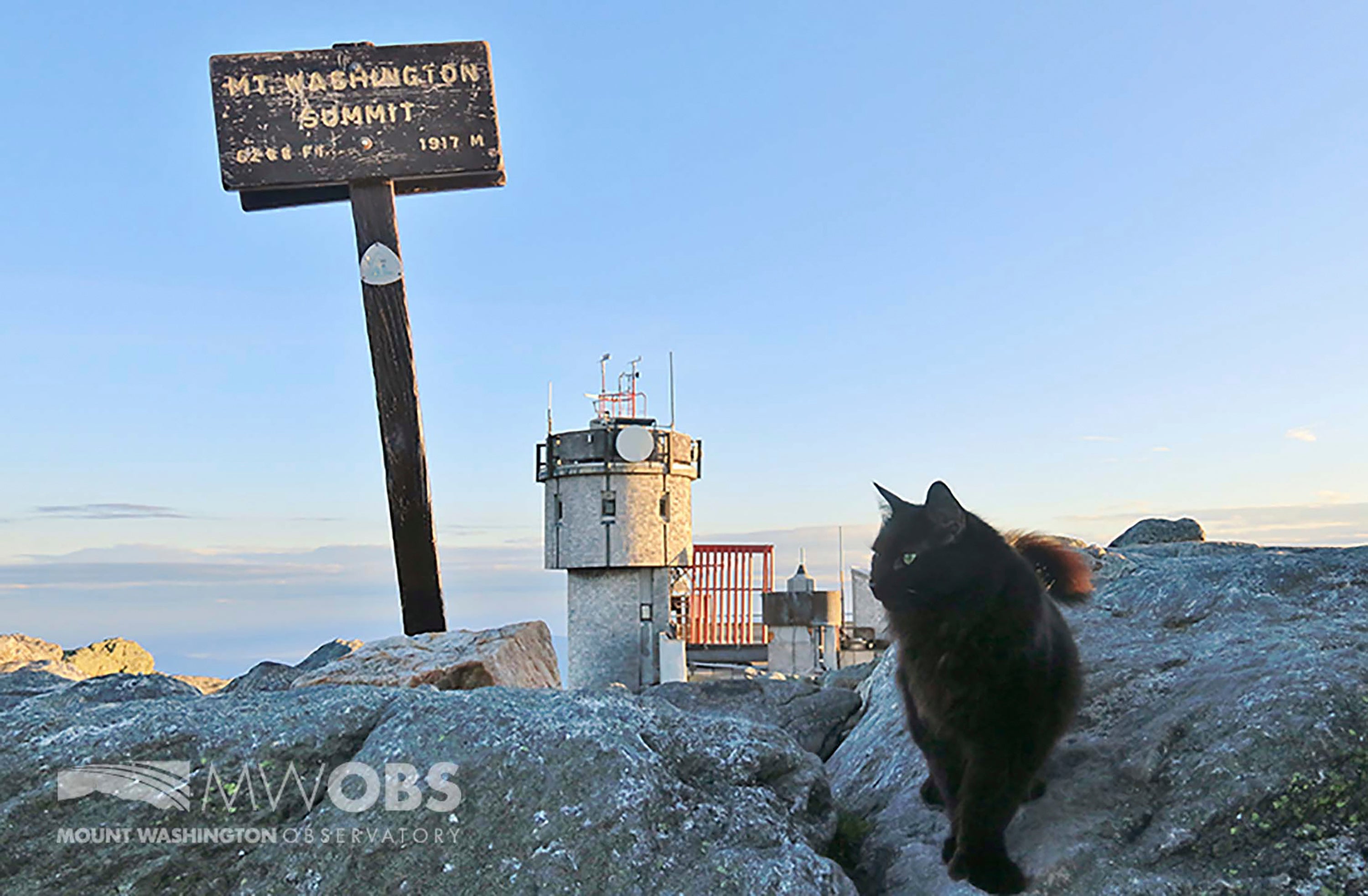 Obit Mount Washington Cat