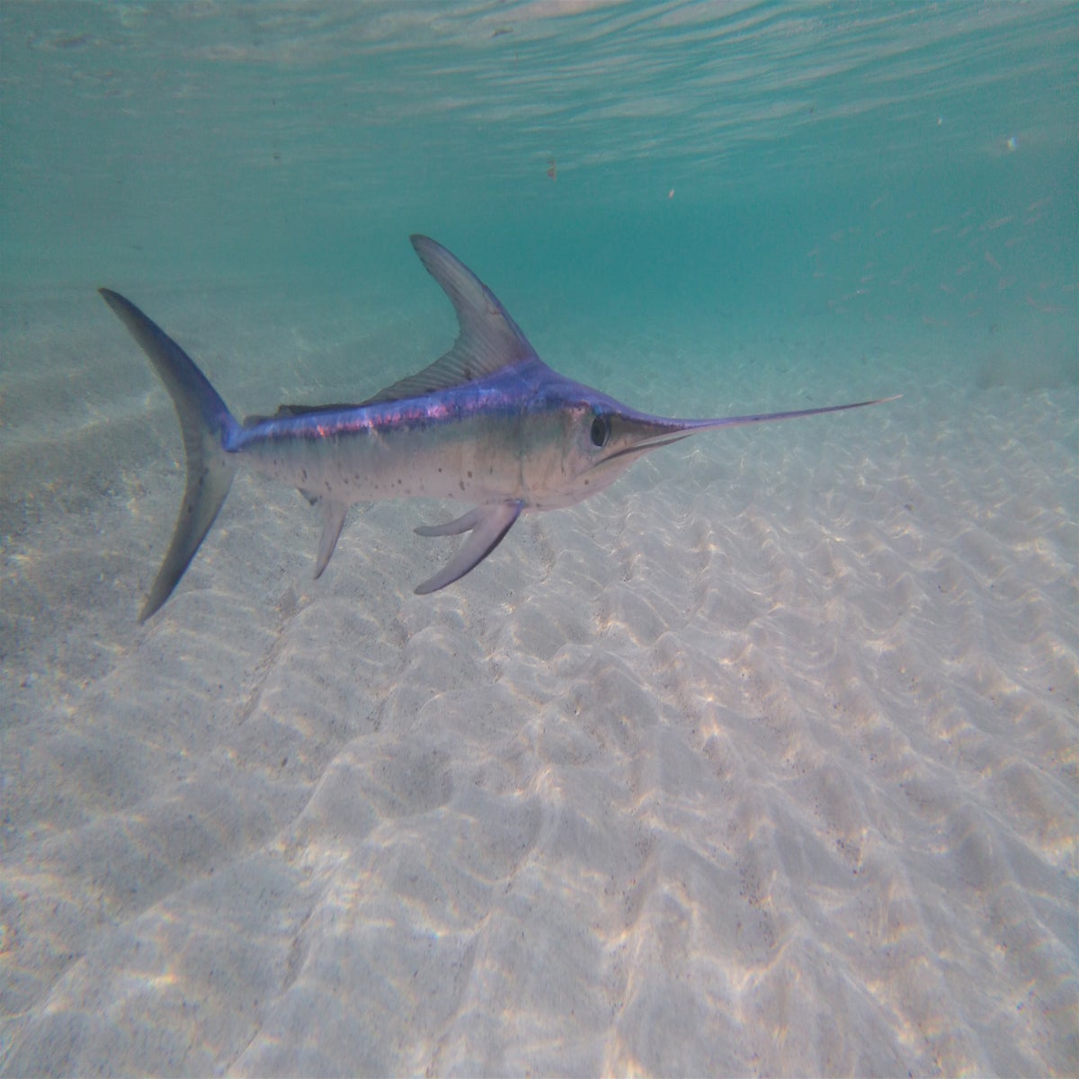 Juvenile Swordfish