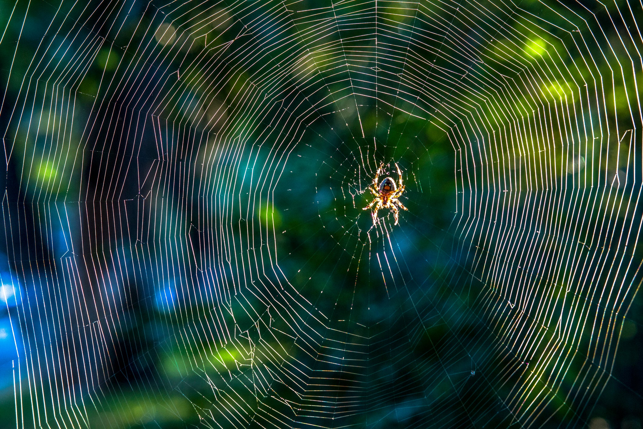 You wouldn’t want to get caught in this arachnid’s web