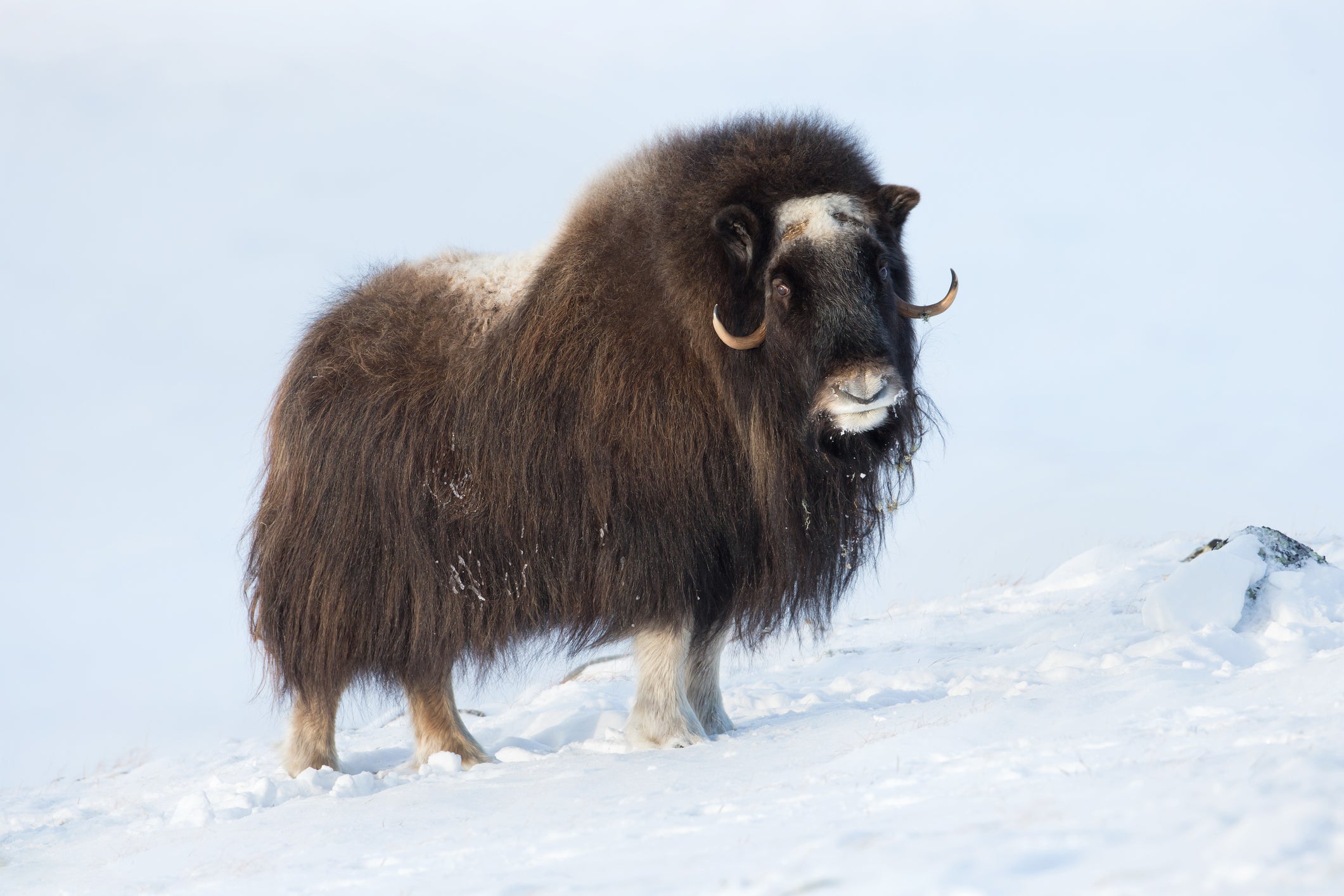 Musk Oxen like to feast at certain times during the year