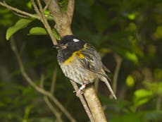 Bird with large testicles could win New Zealand wildlife competition