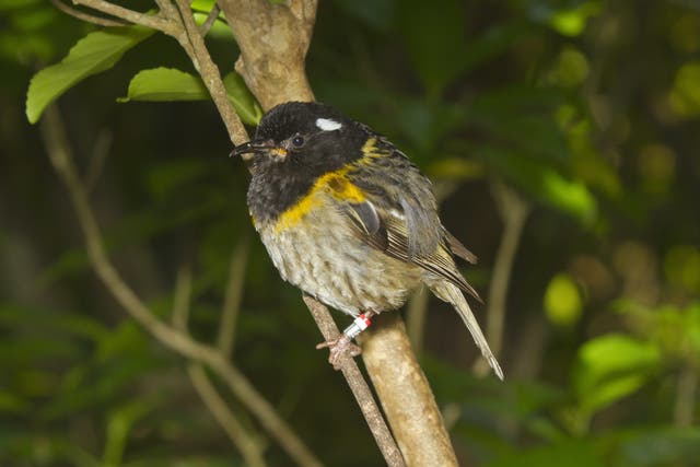 The hihi or stitchbird has been nominated in the 2020 New Zealand Bird of the Year competition by the Adult Toy Megastore. 