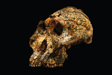 Discovery of two-million-year-old skull in South Africa