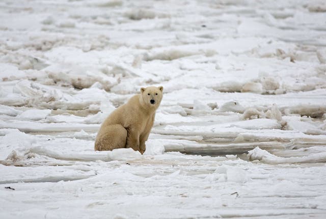 A polar bear sits on the Hudson Bay fresh ice next to a hole in the ice and close to the shore on November 15 2007