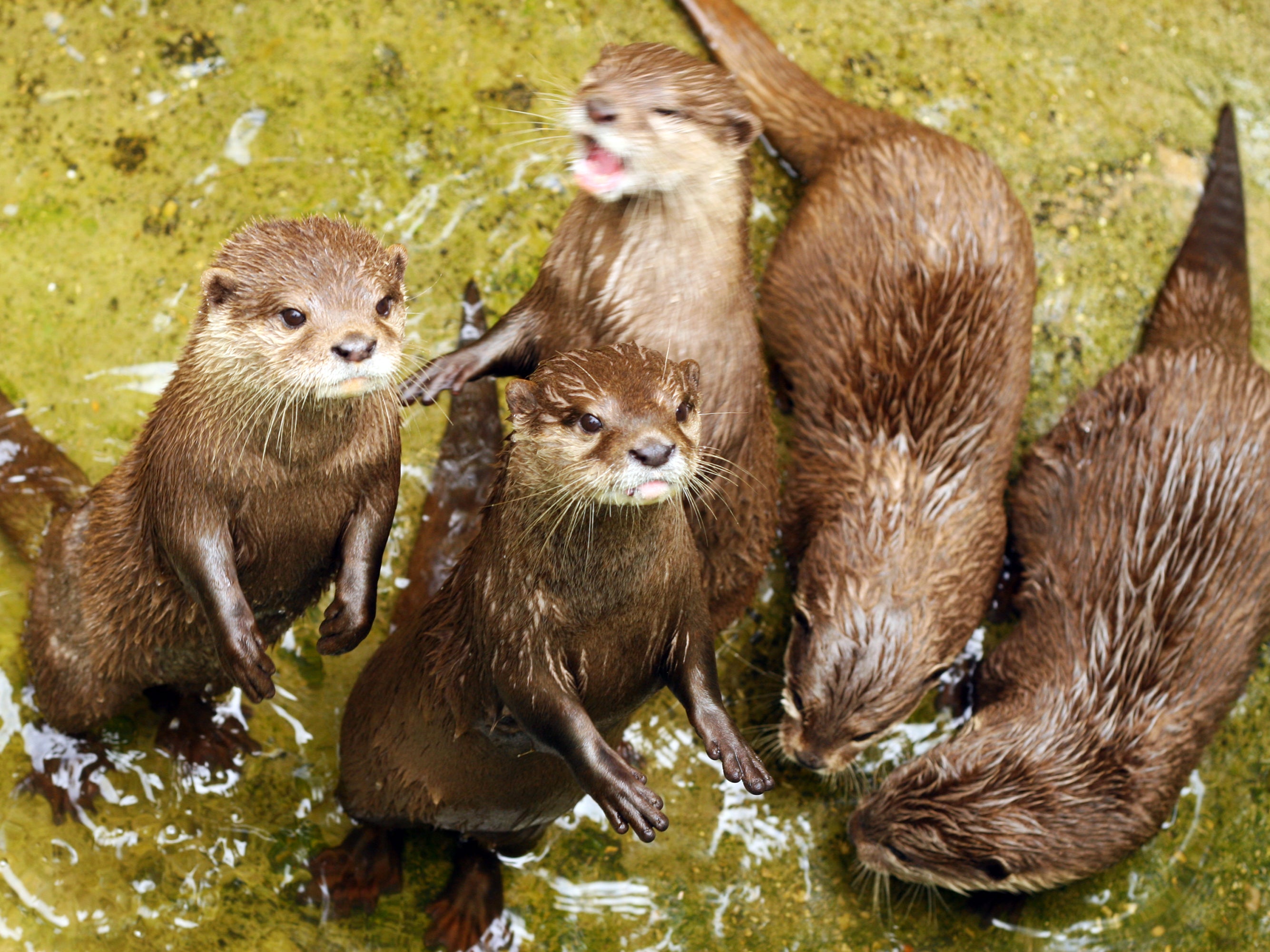 When one otter solved a puzzle, its ‘friends’ quickly figured it out too, researchers found