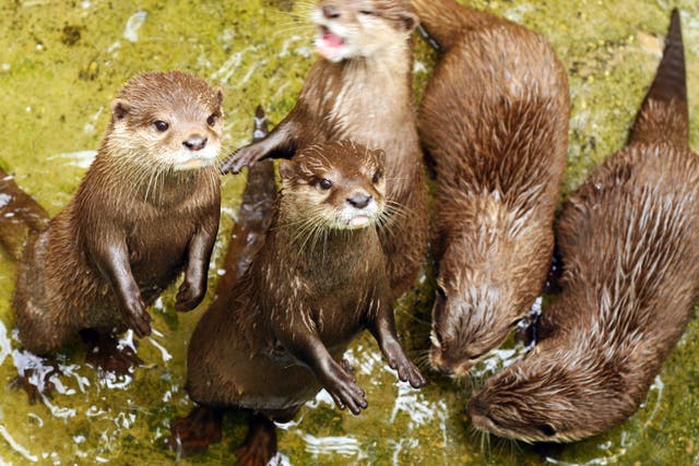 When one otter solved a puzzle, its ‘friends’ quickly figured it out too, researchers found
