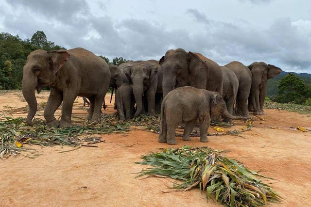 Some of the elephants in danger of being ‘put to work'