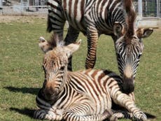 Zebra called Hope born at start of lockdown ‘killed by fireworks’