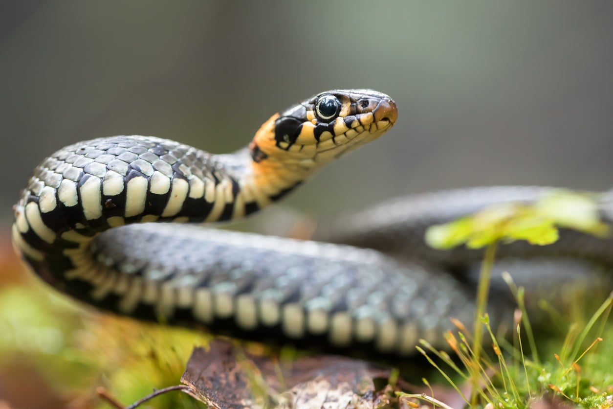 Grass snakes are often found in the UK