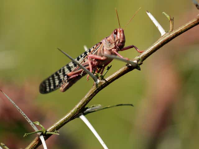 <p>Fresh locust swarms are brewing in Ethiopia and Somalia</p>