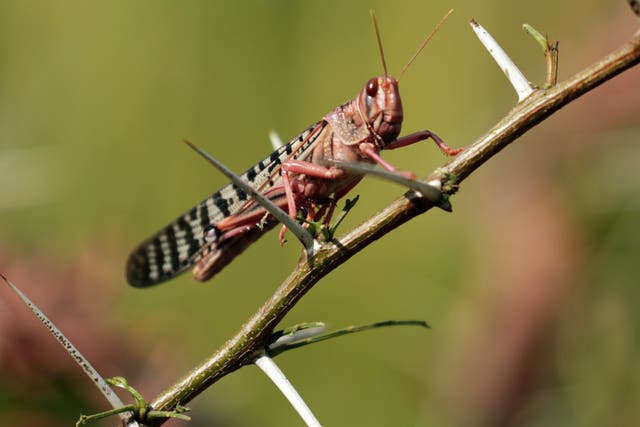 <p>Fresh locust swarms are brewing in Ethiopia and Somalia</p>