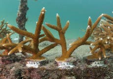 NOAA report says US coral reefs ‘fair’ but vulnerable to degradation