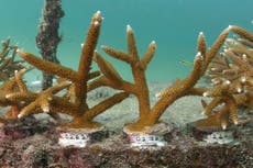 NOAA report says US coral reefs ‘fair’ but vulnerable to degradation