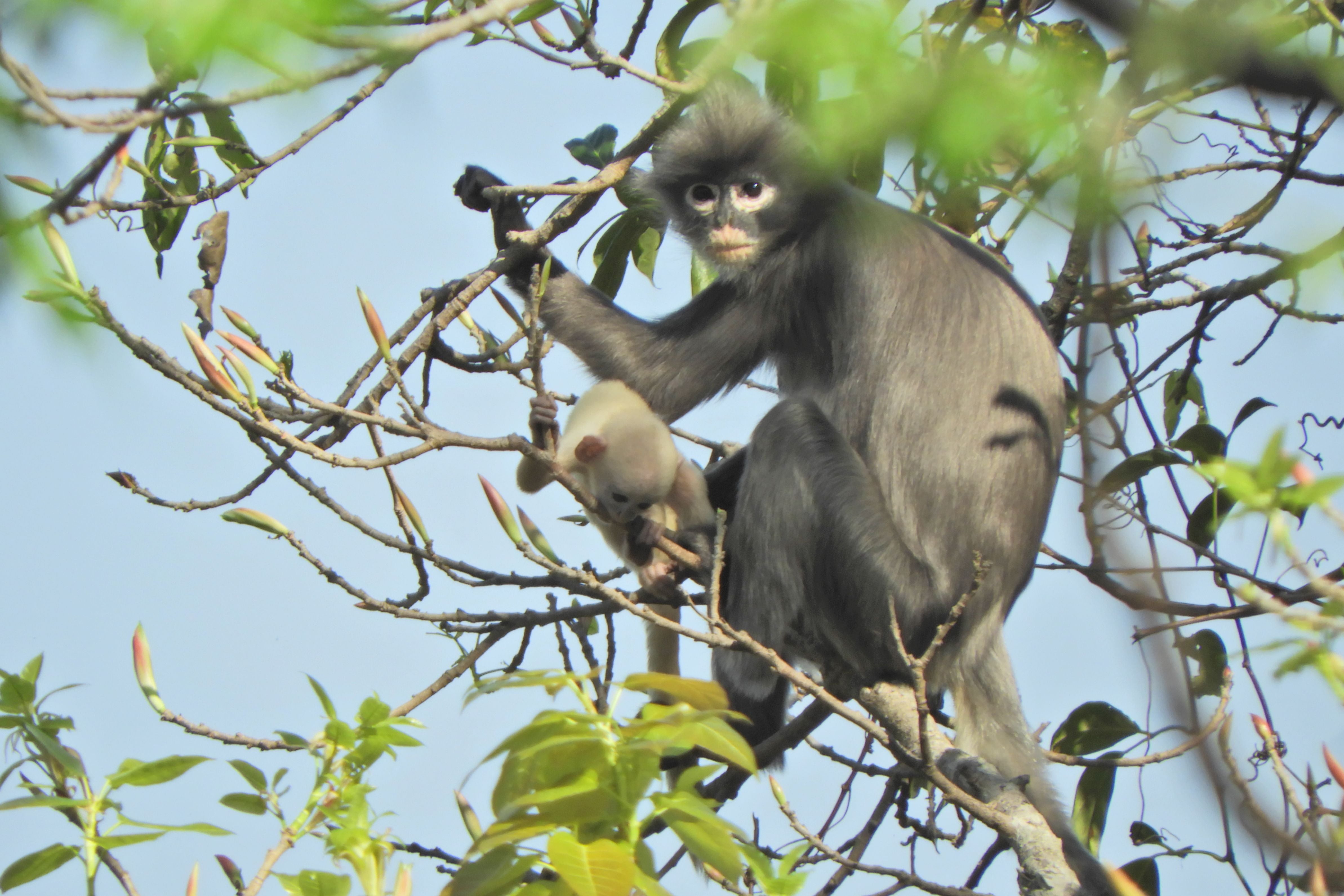 The newly discovered primate named Popa langur (Trachypithecus popa) is seen on a tree branch on Mount Popa, Myanmar