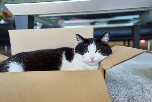 A content cat in a cardboard box