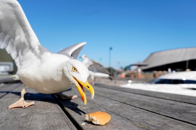 It is not just British seagulls that have developed a taste for human lunches. Here, a seagull attempts to eat a piece of bread during sunny weather in Oslo