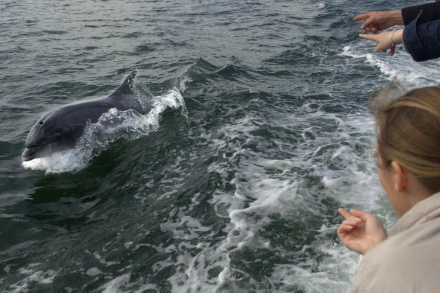 <p>Fungie greets delighted tourists during a boat trip around Dingle harbour</p>