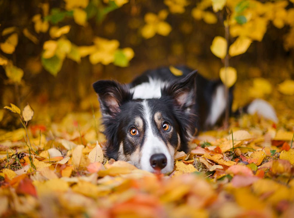 Border Collies are among the most intelligent dog breeds