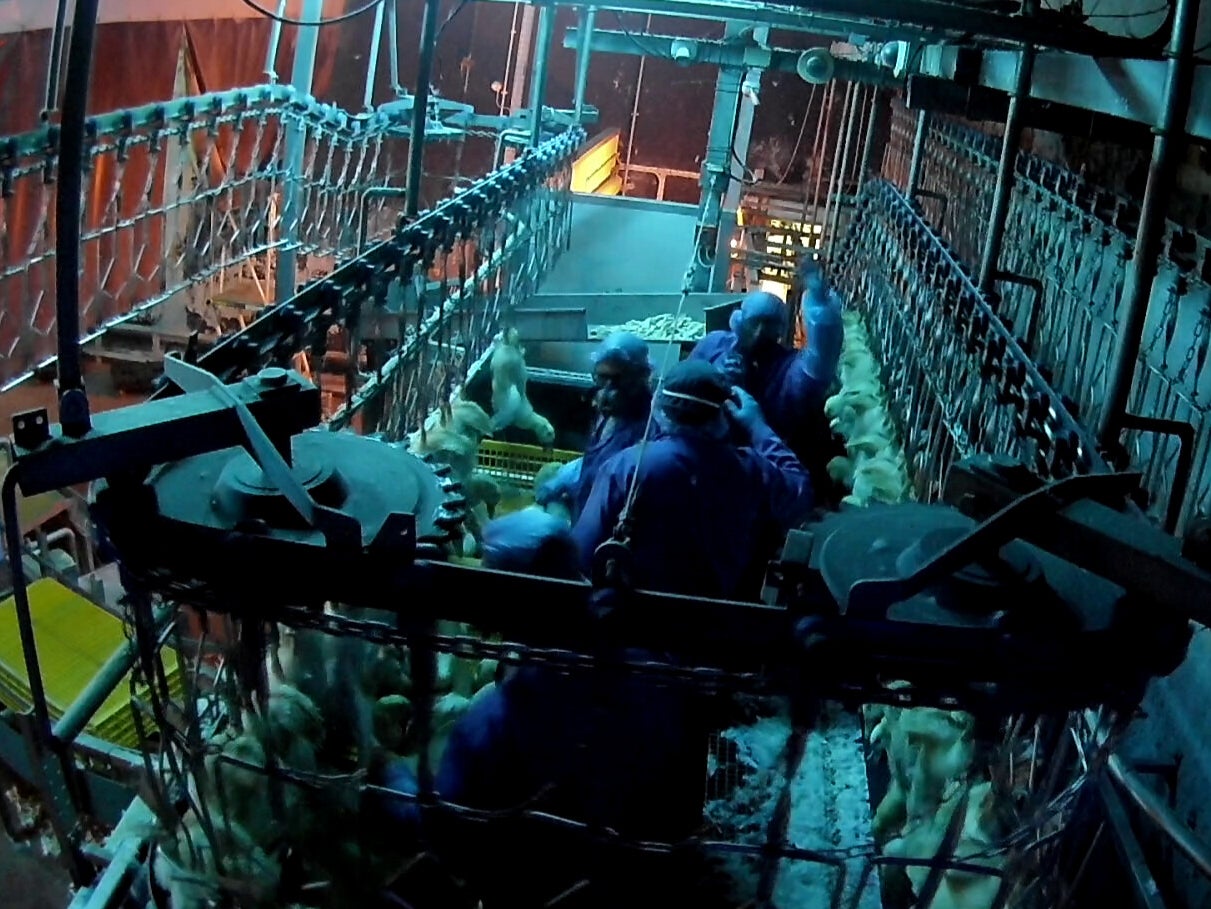 Workers having arguments took out their anger on the birds