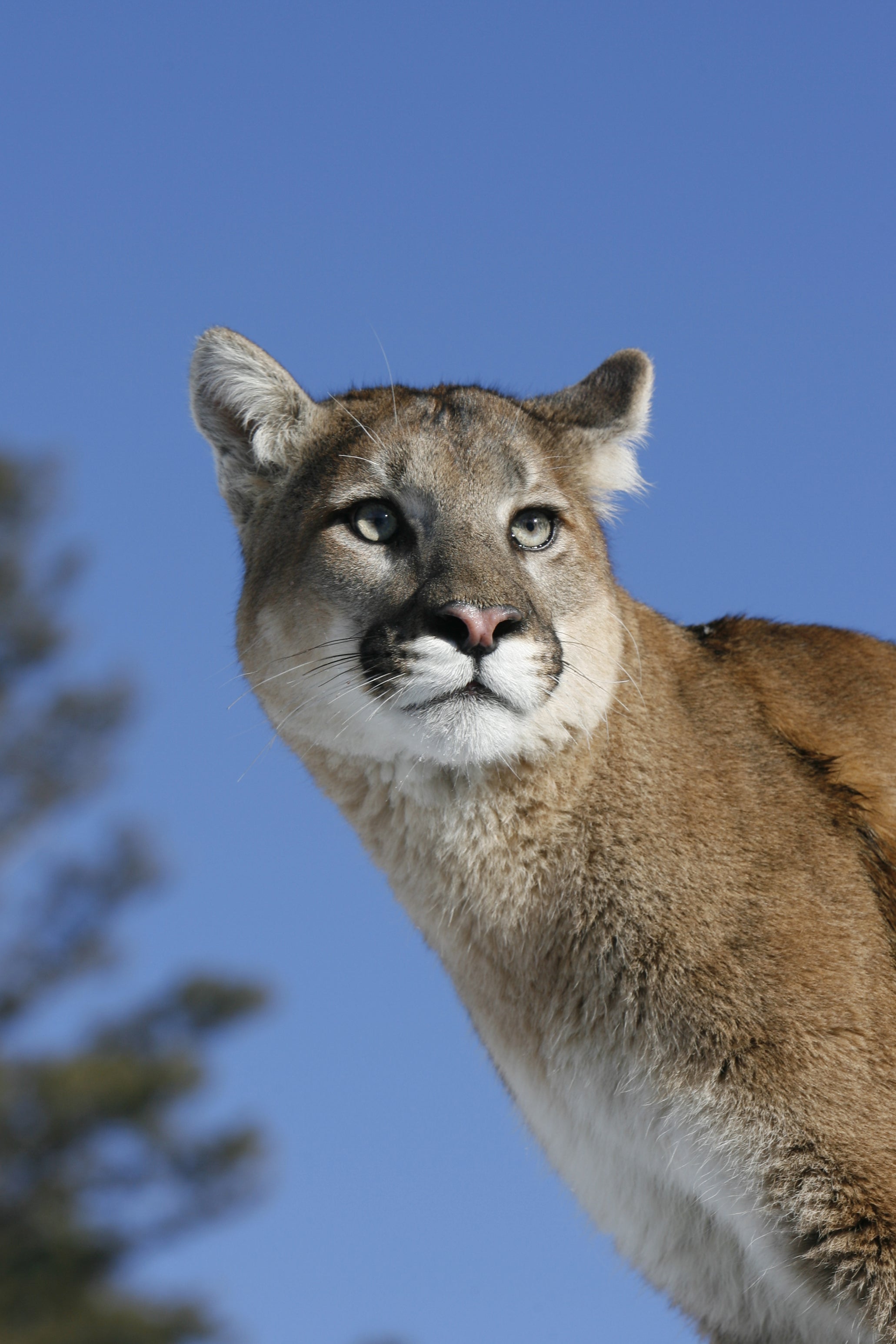 File Image: The local Sheriff office blamed attack by a wild animal possibly a mountain lion for the death of a 28-year-old man&nbsp;