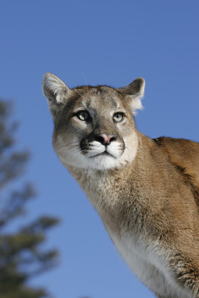 <p>File Image: The local Sheriff office blamed attack by a wild animal possibly a mountain lion for the death of a 28-year-old man&nbsp;</p>